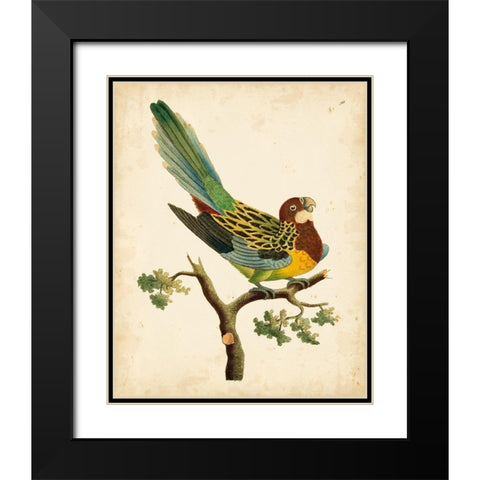 Nodder Tropical Bird II Black Modern Wood Framed Art Print with Double Matting by Nodder, Frederick P.
