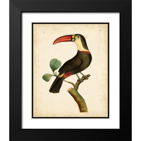 Nodder Tropical Bird III Black Modern Wood Framed Art Print with Double Matting by Nodder, Frederick P.