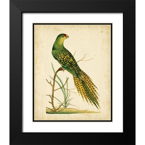 Nodder Tropical Bird IV Black Modern Wood Framed Art Print with Double Matting by Nodder, Frederick P.