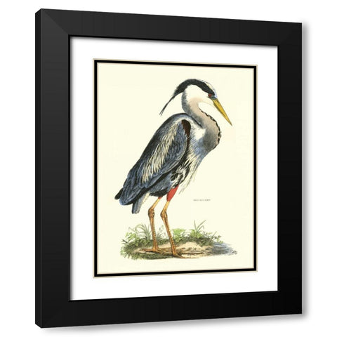 Great Blue Heron Black Modern Wood Framed Art Print with Double Matting by Selby, John
