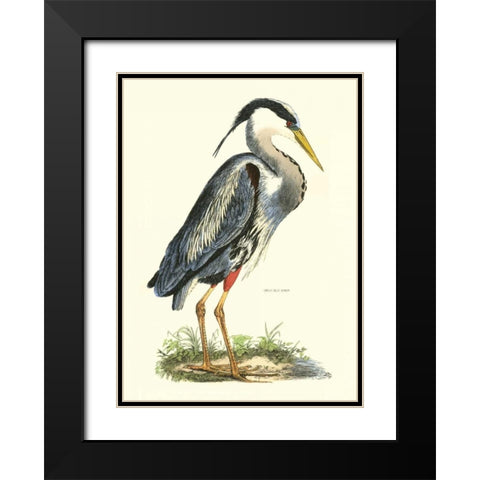 Great Blue Heron Black Modern Wood Framed Art Print with Double Matting by Selby, John