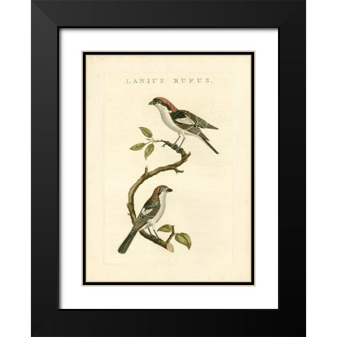 Nozeman Birds I Black Modern Wood Framed Art Print with Double Matting by Nozeman