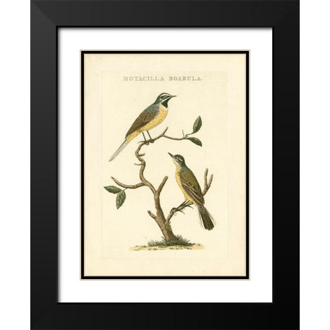 Nozeman Birds III Black Modern Wood Framed Art Print with Double Matting by Nozeman