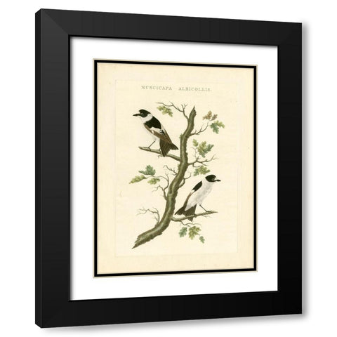 Nozeman Birds IV Black Modern Wood Framed Art Print with Double Matting by Nozeman