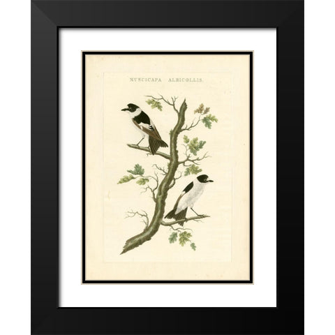 Nozeman Birds IV Black Modern Wood Framed Art Print with Double Matting by Nozeman