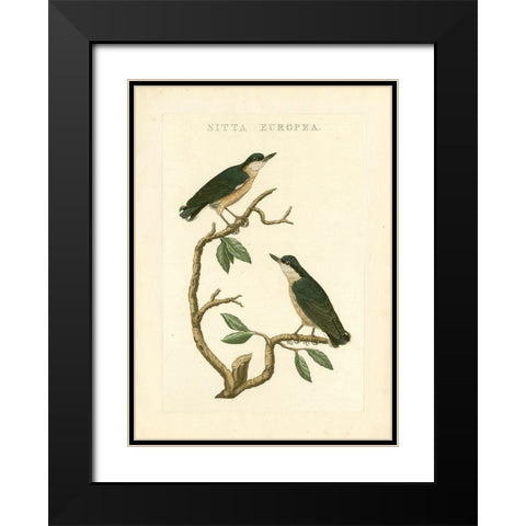 Nozeman Birds VI Black Modern Wood Framed Art Print with Double Matting by Nozeman