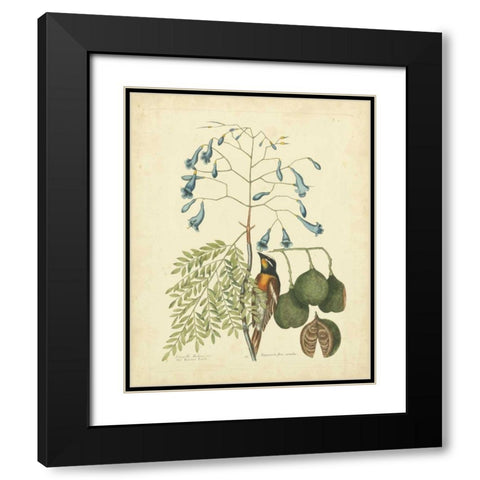Catesby Bird and Botanical II Black Modern Wood Framed Art Print with Double Matting by Catesby, Mark