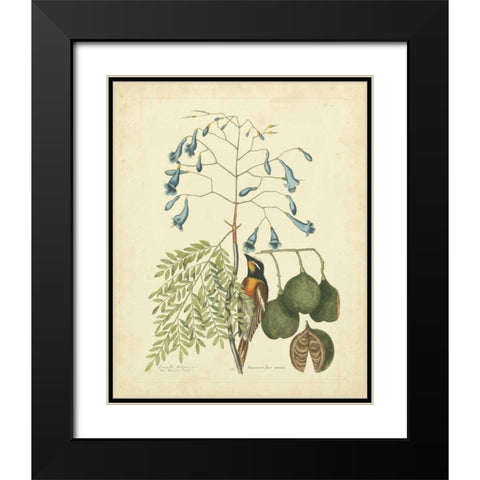 Catesby Bird and Botanical II Black Modern Wood Framed Art Print with Double Matting by Catesby, Mark