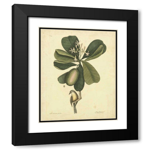 Catesby Bird and Botanical III Black Modern Wood Framed Art Print with Double Matting by Catesby, Mark