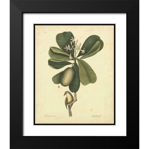 Catesby Bird and Botanical III Black Modern Wood Framed Art Print with Double Matting by Catesby, Mark