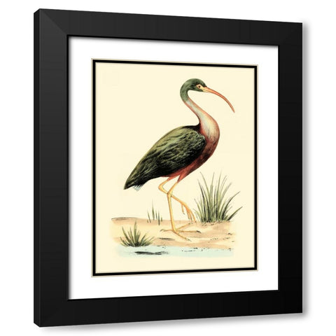 Water Birds I Black Modern Wood Framed Art Print with Double Matting by Meyer, H.L.