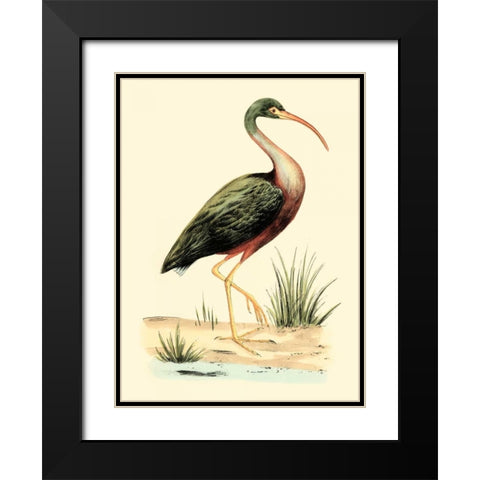Water Birds I Black Modern Wood Framed Art Print with Double Matting by Meyer, H.L.