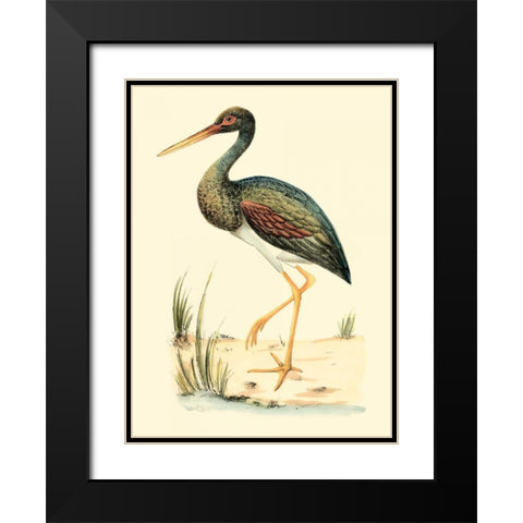 Water Birds II Black Modern Wood Framed Art Print with Double Matting by Meyer, H.L.