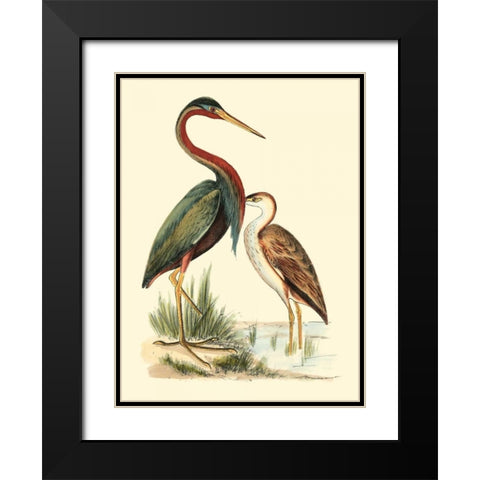 Water Birds III Black Modern Wood Framed Art Print with Double Matting by Meyer, H.L.