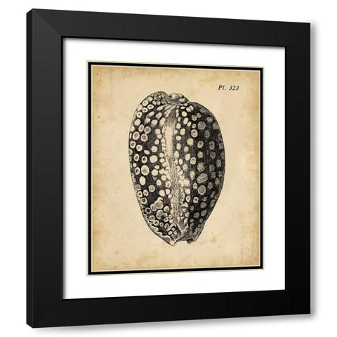 Vintage Diderot Shell II Black Modern Wood Framed Art Print with Double Matting by Vision Studio
