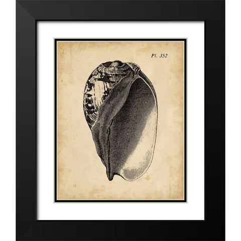 Vintage Diderot Shell IV Black Modern Wood Framed Art Print with Double Matting by Vision Studio