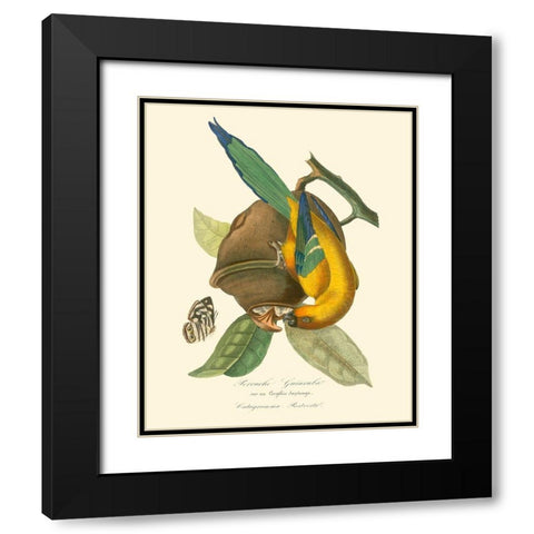 Nature Jardin IV Black Modern Wood Framed Art Print with Double Matting by Curmer, L.