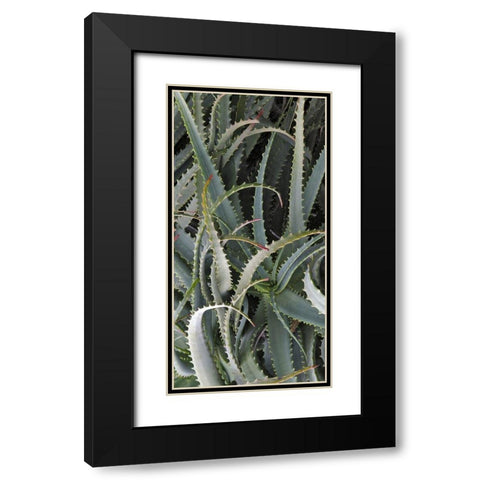 Prickly Cactus Black Modern Wood Framed Art Print with Double Matting by Perry, Rachel