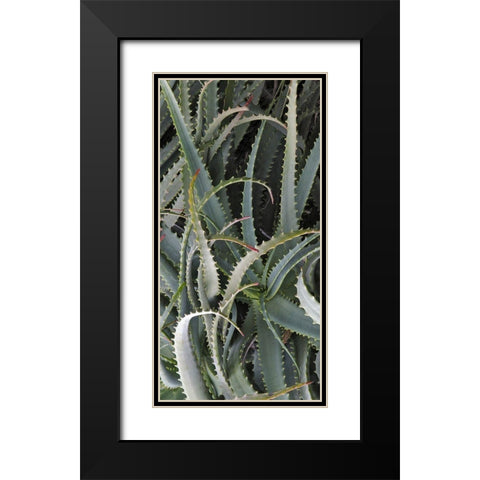 Prickly Cactus Black Modern Wood Framed Art Print with Double Matting by Perry, Rachel