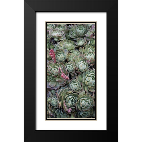 Ice Plant Clovers Black Modern Wood Framed Art Print with Double Matting by Perry, Rachel
