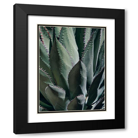 Agave II Black Modern Wood Framed Art Print with Double Matting by Perry, Rachel