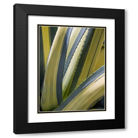Variegated Agave II Black Modern Wood Framed Art Print with Double Matting by Perry, Rachel