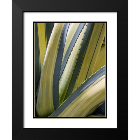 Variegated Agave II Black Modern Wood Framed Art Print with Double Matting by Perry, Rachel