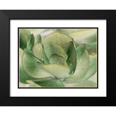 Petal I Black Modern Wood Framed Art Print with Double Matting by Ling, Tang