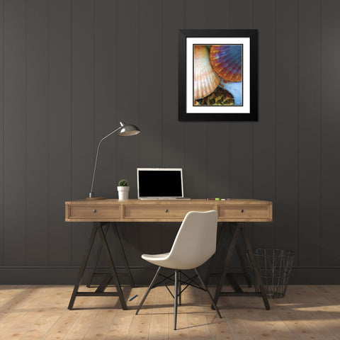 Shell Extraction IV Black Modern Wood Framed Art Print with Double Matting by Henry, Lola