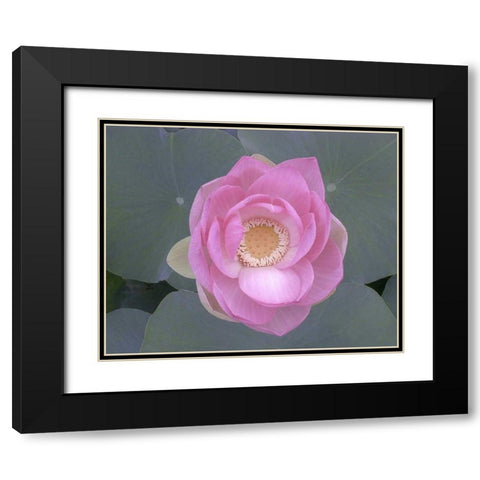 Blushing Lotus I Black Modern Wood Framed Art Print with Double Matting by Christensen, Jim