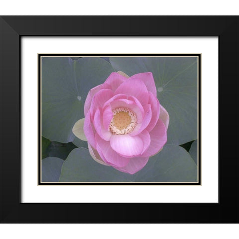 Blushing Lotus I Black Modern Wood Framed Art Print with Double Matting by Christensen, Jim