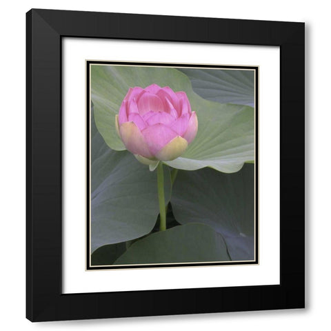 Blushing Lotus II Black Modern Wood Framed Art Print with Double Matting by Christensen, Jim