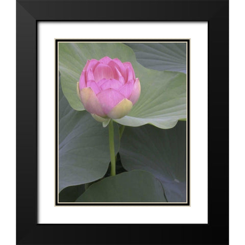 Blushing Lotus II Black Modern Wood Framed Art Print with Double Matting by Christensen, Jim