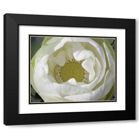 Delicate Lotus I Black Modern Wood Framed Art Print with Double Matting by Christensen, Jim