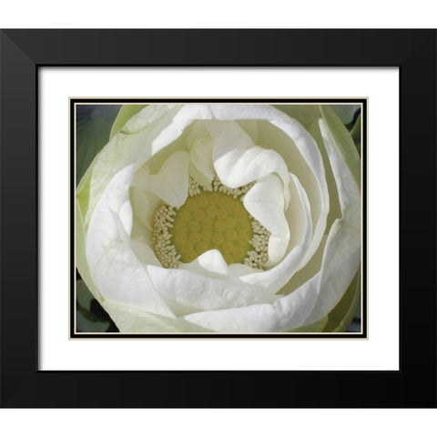 Delicate Lotus I Black Modern Wood Framed Art Print with Double Matting by Christensen, Jim