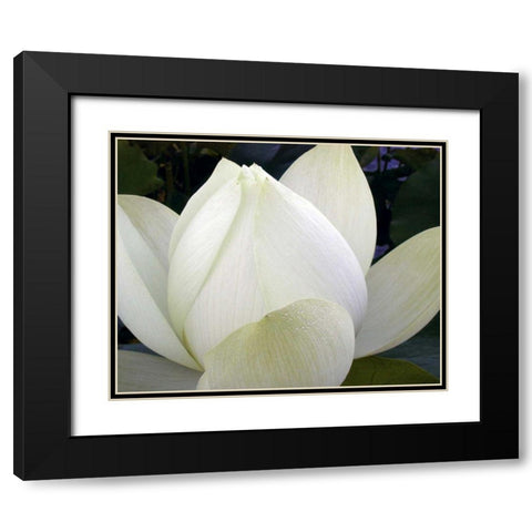 Delicate Lotus IV Black Modern Wood Framed Art Print with Double Matting by Christensen, Jim