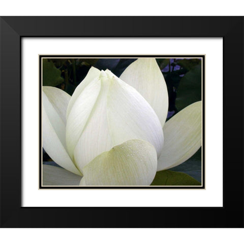 Delicate Lotus IV Black Modern Wood Framed Art Print with Double Matting by Christensen, Jim