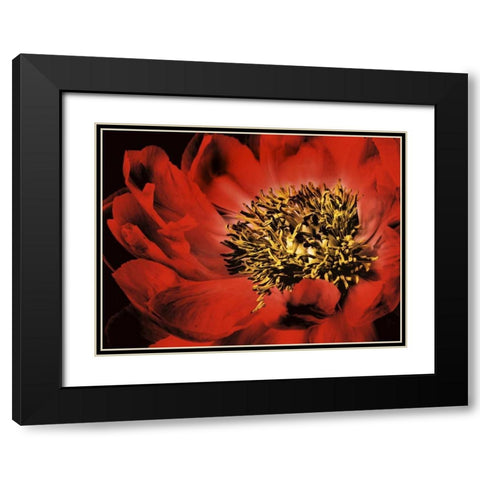 Red Peony I Black Modern Wood Framed Art Print with Double Matting by Zalewski, Christine