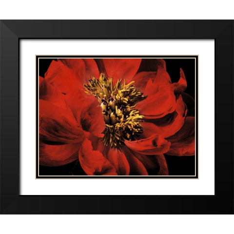 Red Peony II Black Modern Wood Framed Art Print with Double Matting by Zalewski, Christine