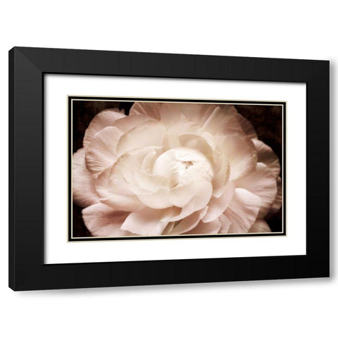 Elegant Ranunculus I Black Modern Wood Framed Art Print with Double Matting by Zalewski, Christine