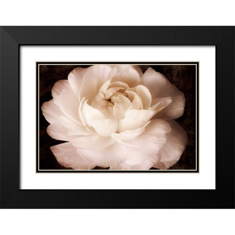 Elegant Ranunculus II Black Modern Wood Framed Art Print with Double Matting by Zalewski, Christine