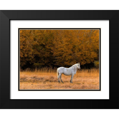 White Horse Black Modern Wood Framed Art Print with Double Matting by Chester, Colby