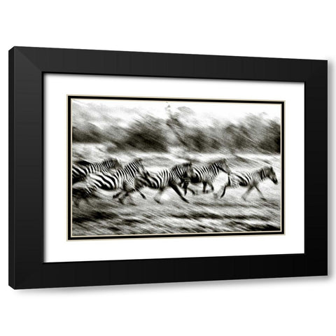 Stampeding Zebra Black Modern Wood Framed Art Print with Double Matting by Chester, Colby