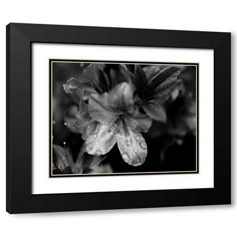 Poetry VIII Black Modern Wood Framed Art Print with Double Matting by Ling, Tang