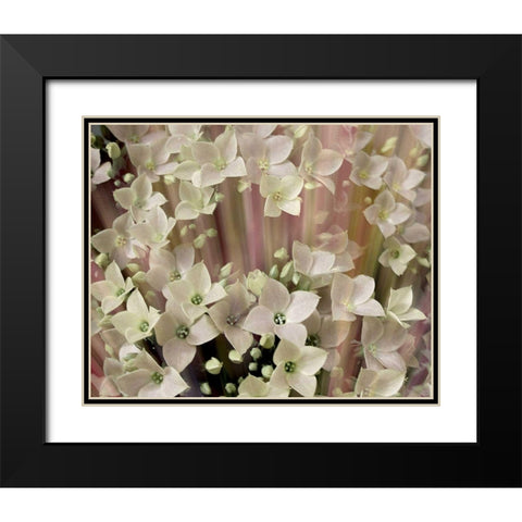 Soft Floral I Black Modern Wood Framed Art Print with Double Matting by Harrington, Danielle