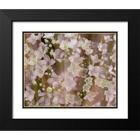 Soft Floral II Black Modern Wood Framed Art Print with Double Matting by Harrington, Danielle