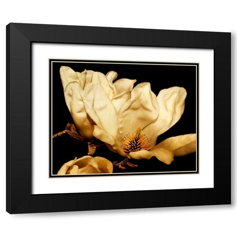 Buttercream Magnolia II Black Modern Wood Framed Art Print with Double Matting by Perry, Rachel