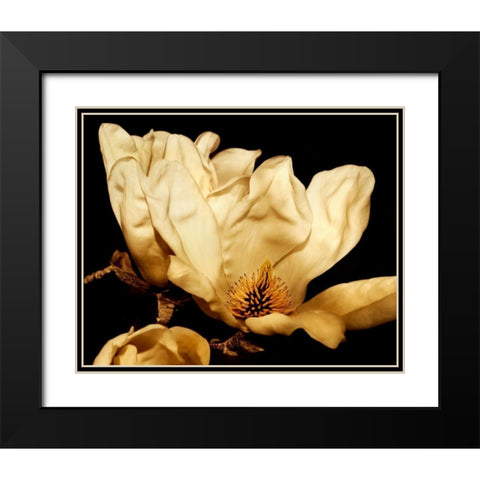 Buttercream Magnolia II Black Modern Wood Framed Art Print with Double Matting by Perry, Rachel