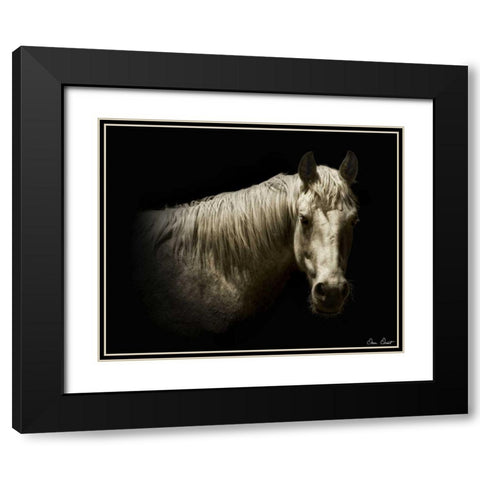 Horse Portrait VI Black Modern Wood Framed Art Print with Double Matting by Drost, David