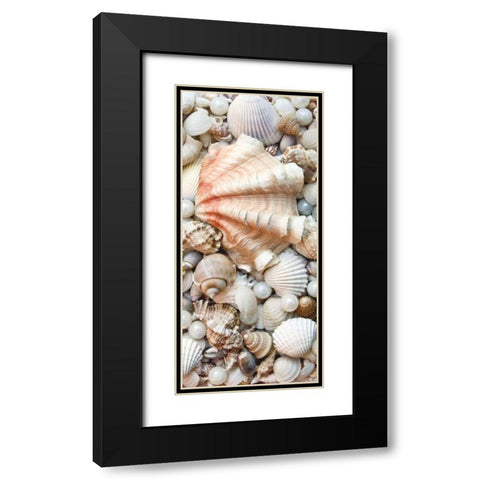 Shell Menagerie I Black Modern Wood Framed Art Print with Double Matting by Perry, Rachel